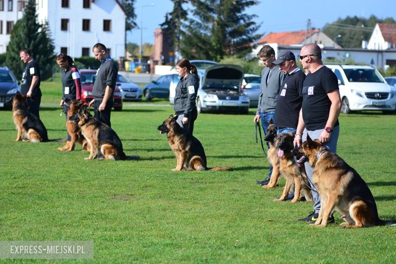 Wystawa rasowych psów w Miękini