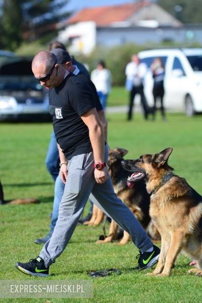 Wystawa rasowych psów w Miękini