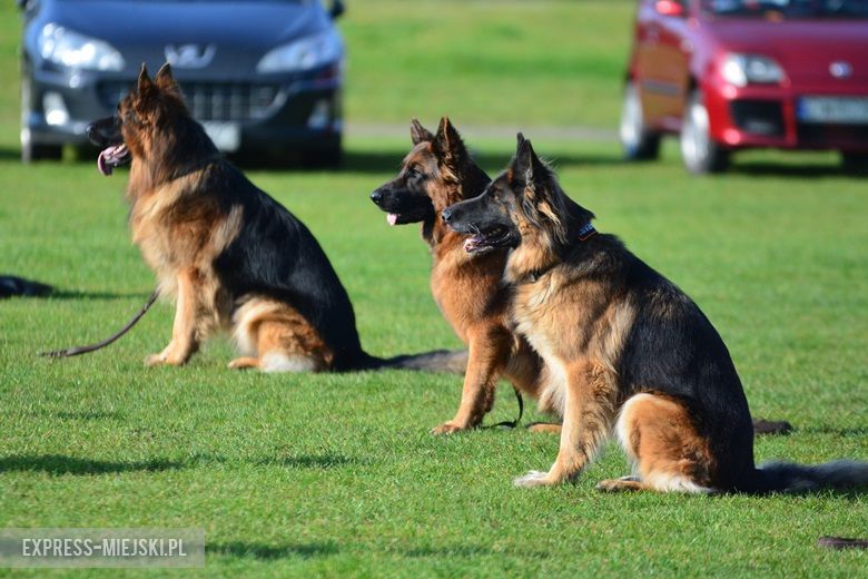 Wystawa rasowych psów w Miękini