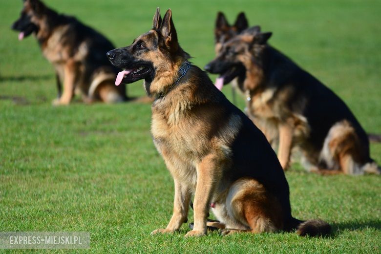 Wystawa rasowych psów w Miękini
