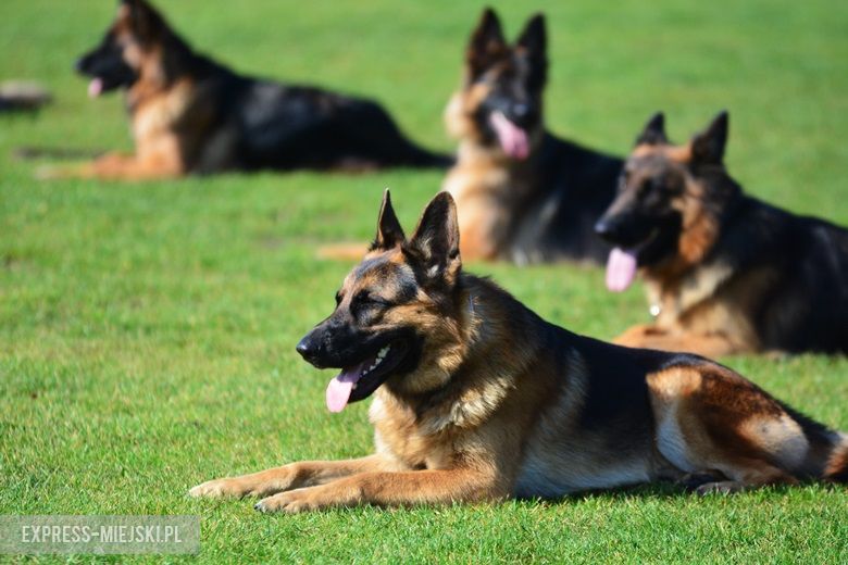 Wystawa rasowych psów w Miękini