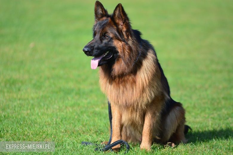 Wystawa rasowych psów w Miękini