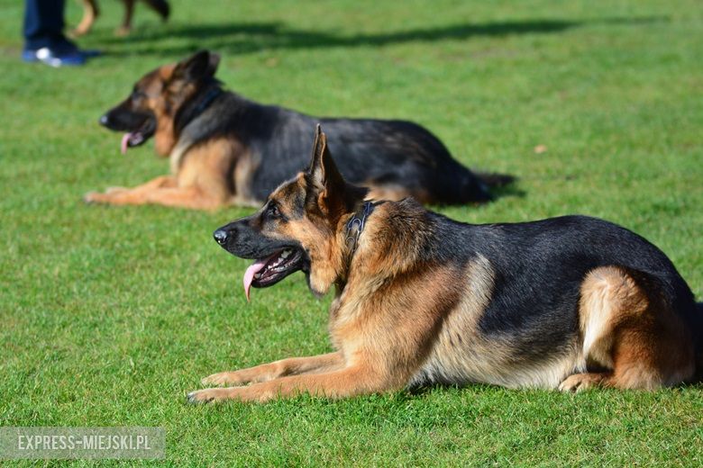 Wystawa rasowych psów w Miękini