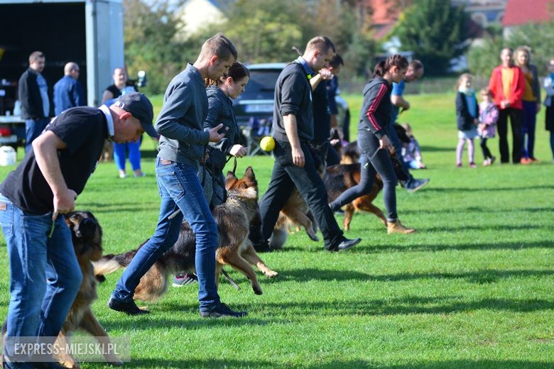 Wystawa rasowych psów w Miękini
