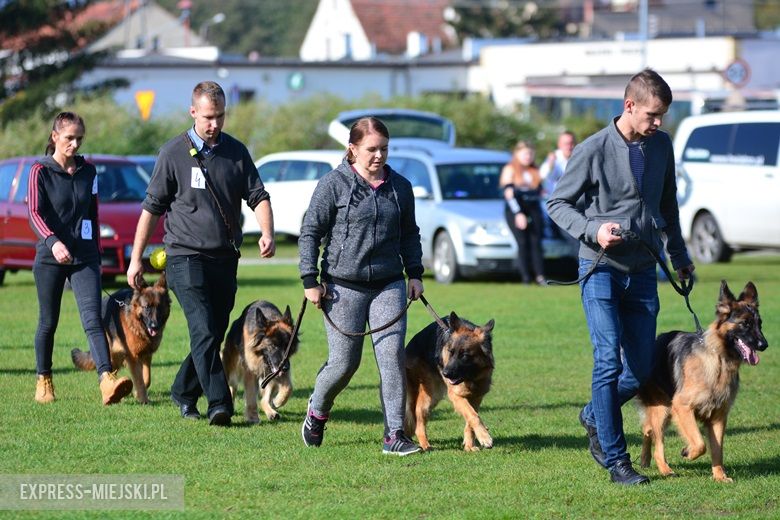 Wystawa rasowych psów w Miękini