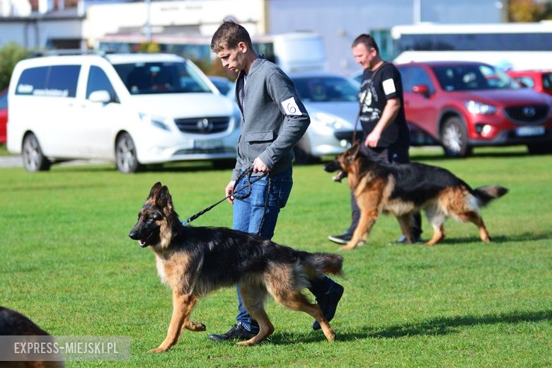Wystawa rasowych psów w Miękini