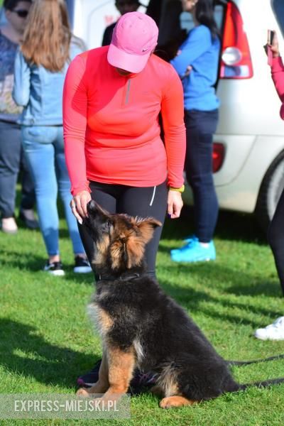 Wystawa rasowych psów w Miękini