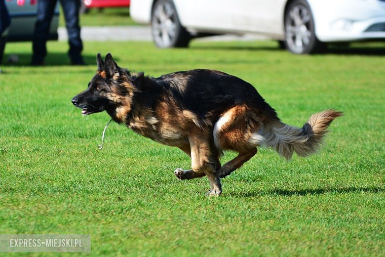 Wystawa rasowych psów w Miękini
