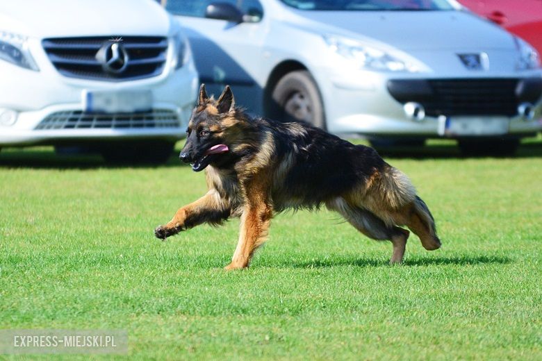 Wystawa rasowych psów w Miękini
