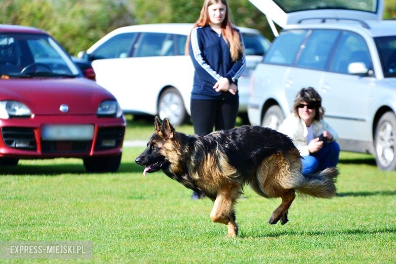 Wystawa rasowych psów w Miękini
