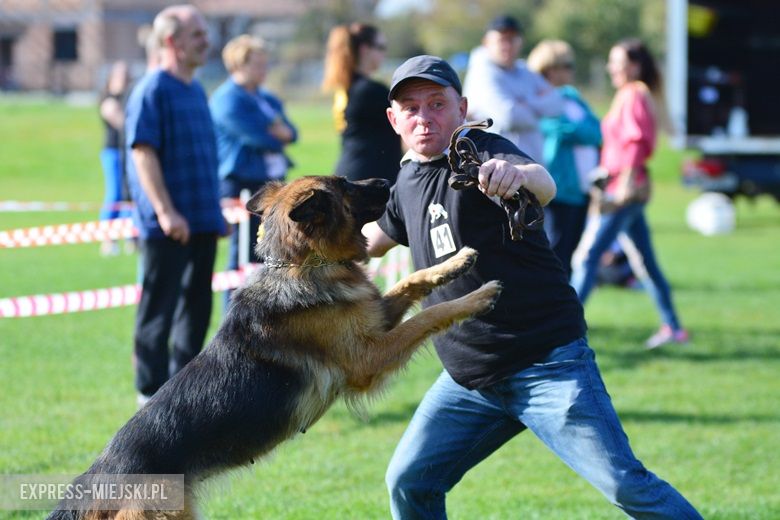 Wystawa rasowych psów w Miękini