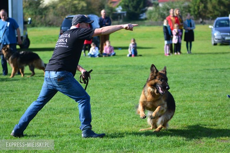 Wystawa rasowych psów w Miękini