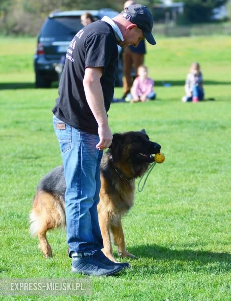 Wystawa rasowych psów w Miękini