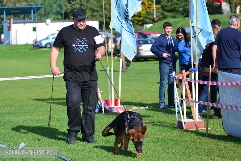 Wystawa rasowych psów w Miękini