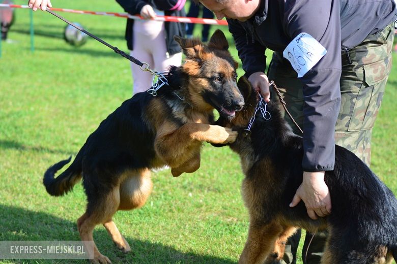 Wystawa rasowych psów w Miękini