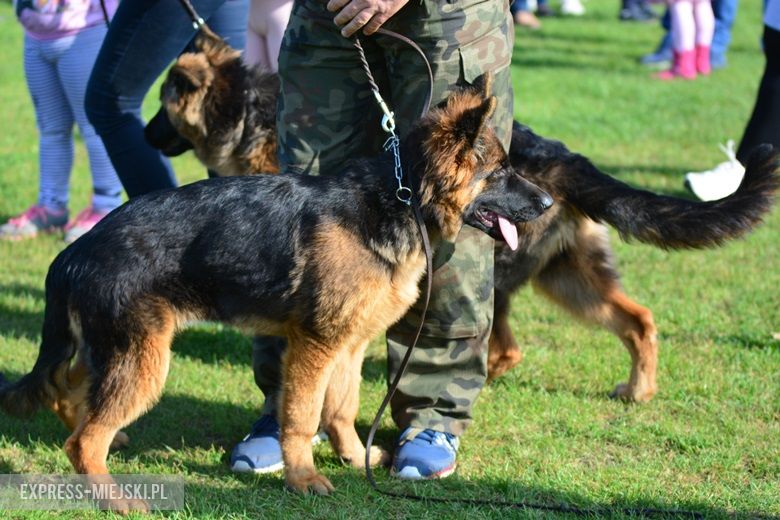 Wystawa rasowych psów w Miękini