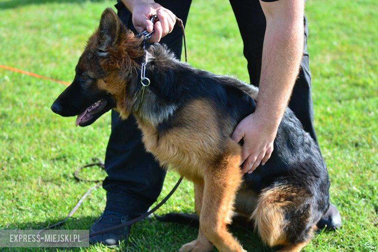 Wystawa rasowych psów w Miękini