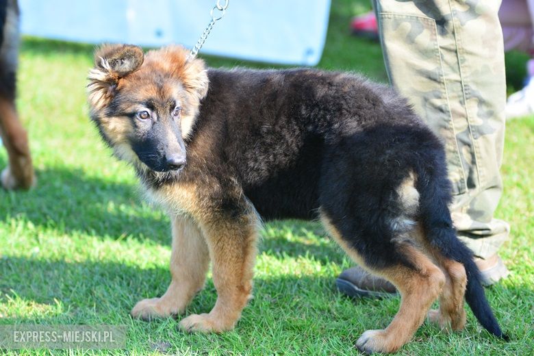 Wystawa rasowych psów w Miękini