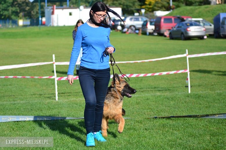Wystawa rasowych psów w Miękini