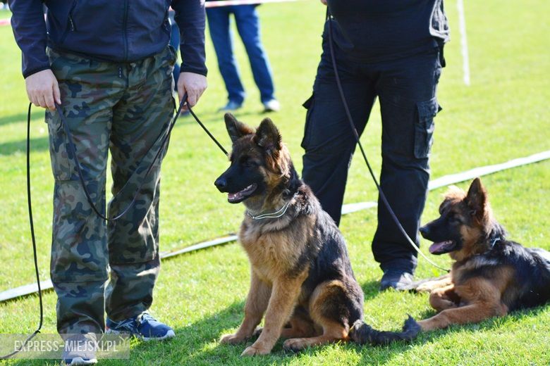 Wystawa rasowych psów w Miękini