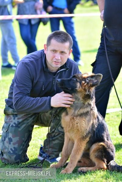 Wystawa rasowych psów w Miękini