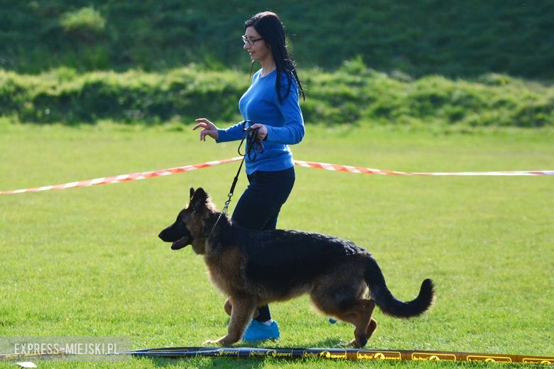 Wystawa rasowych psów w Miękini