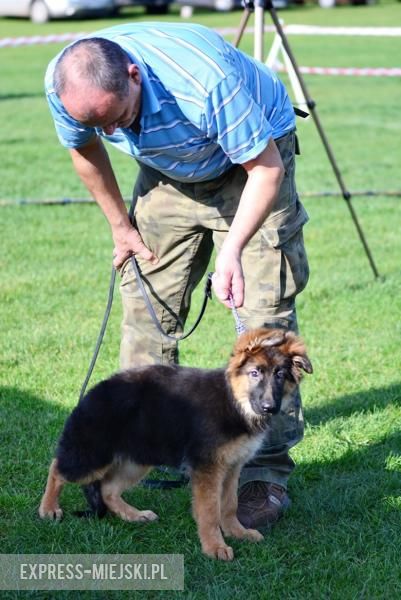 Wystawa rasowych psów w Miękini