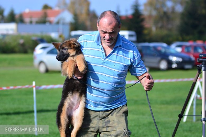 Wystawa rasowych psów w Miękini