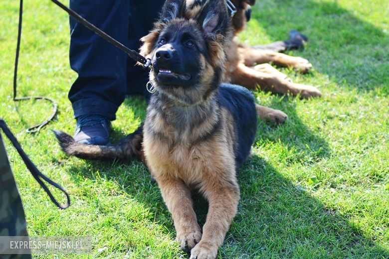 Wystawa rasowych psów w Miękini