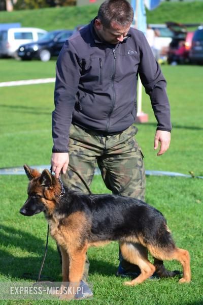 Wystawa rasowych psów w Miękini