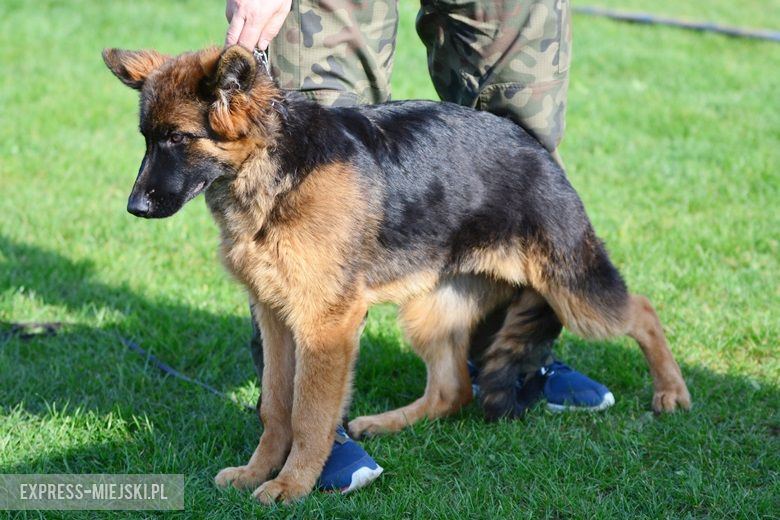 Wystawa rasowych psów w Miękini