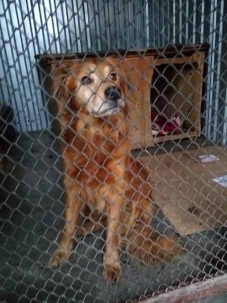 Pies szuka nowego domu