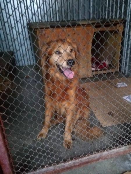 Pies szuka nowego domu