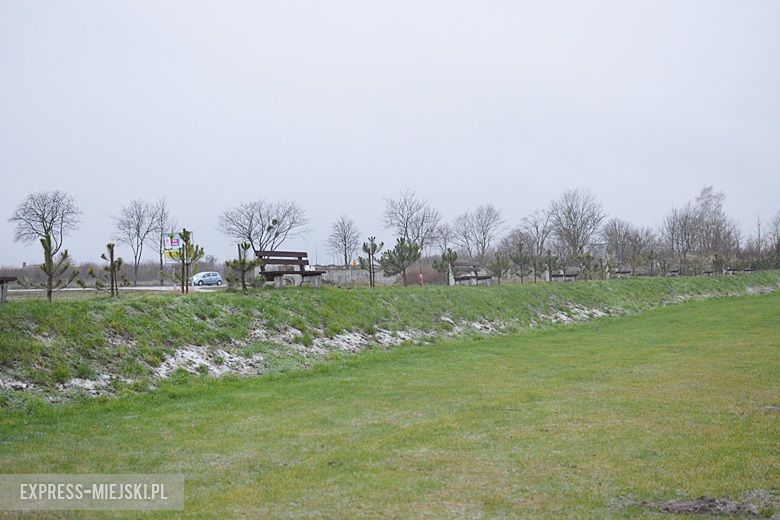 Z boiska skradziono drzewka