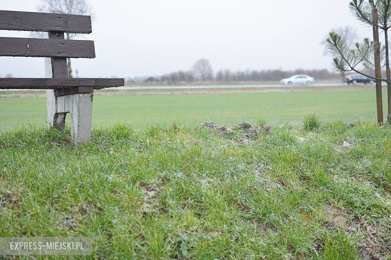 Z boiska skradziono drzewka