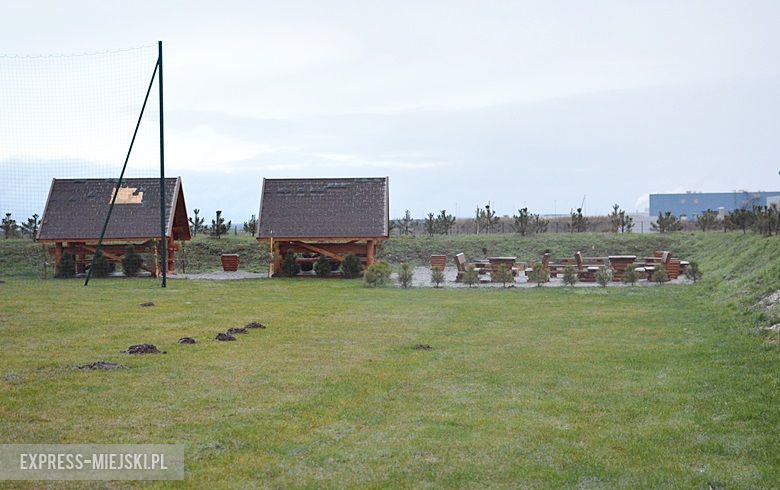 Z boiska skradziono drzewka