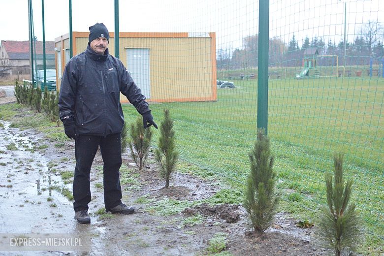 Z boiska skradziono drzewka