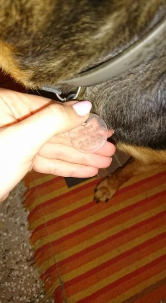 Suczka pilnie szuka właścicicela