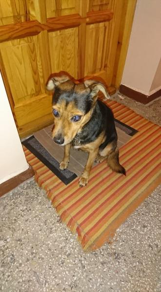 Suczka pilnie szuka właścicicela