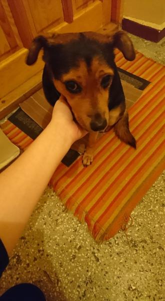 Suczka pilnie szuka właścicicela