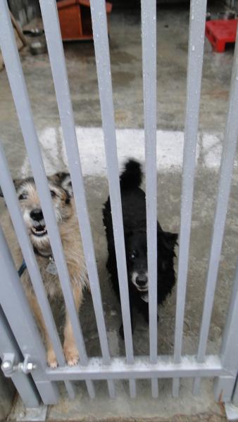 Akcja uczniów z PZSP nr 2 w Środzie Śląskiej