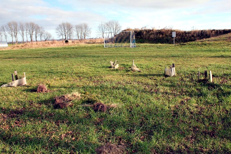 Wyrwane drzewka przy boisku w Juszczynie