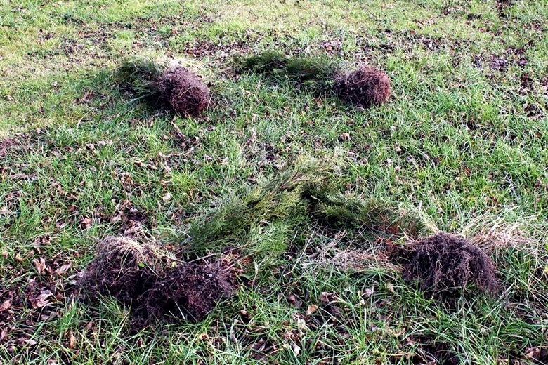 Wyrwane drzewka przy boisku w Juszczynie