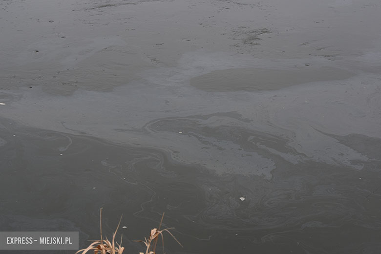 Plama na Odrze w Malczycach