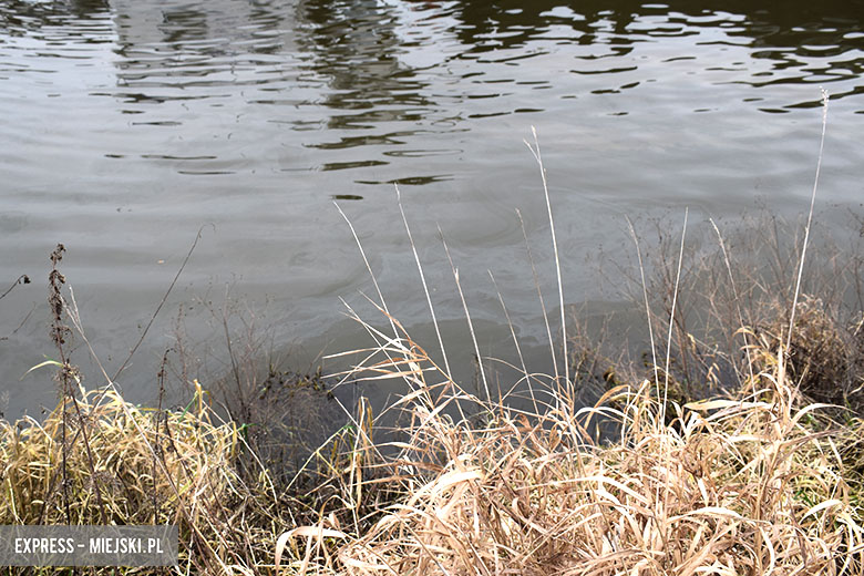 Plama na Odrze w Malczycach