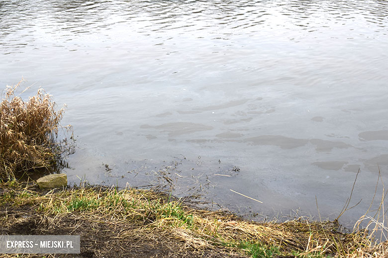 Plama na Odrze w Malczycach