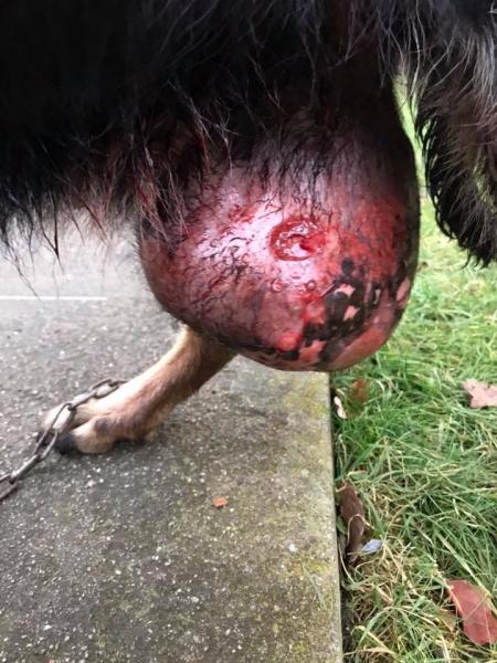 Znaleziona suczka z guzem w Miękini