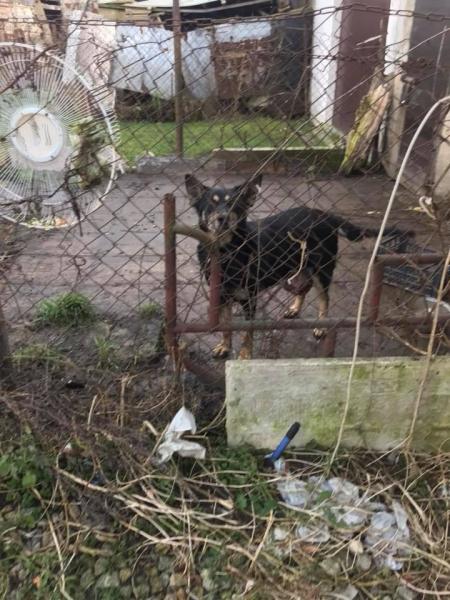 Znaleziona suczka z guzem w Miękini