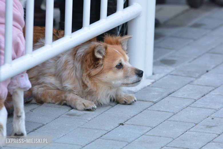 Uroczystości otwarcia Średzkiej Komunikacji Publicznej w Środzie Śląskiej