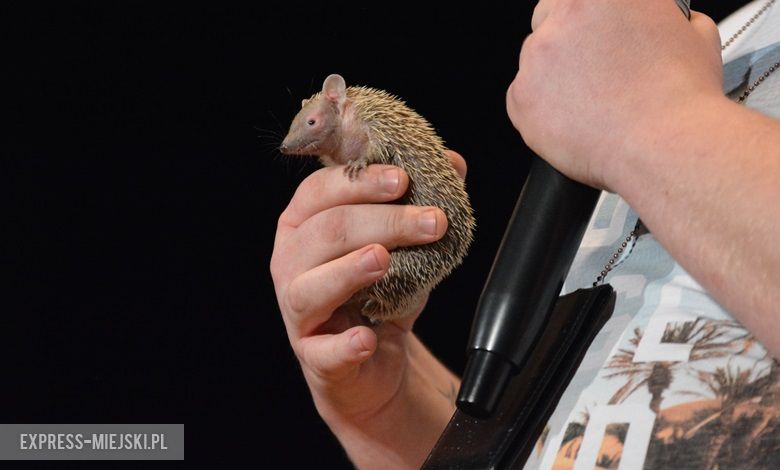 Pierwszy Dzień Wiosny w Domu Kultury w Środzie Śląskiej